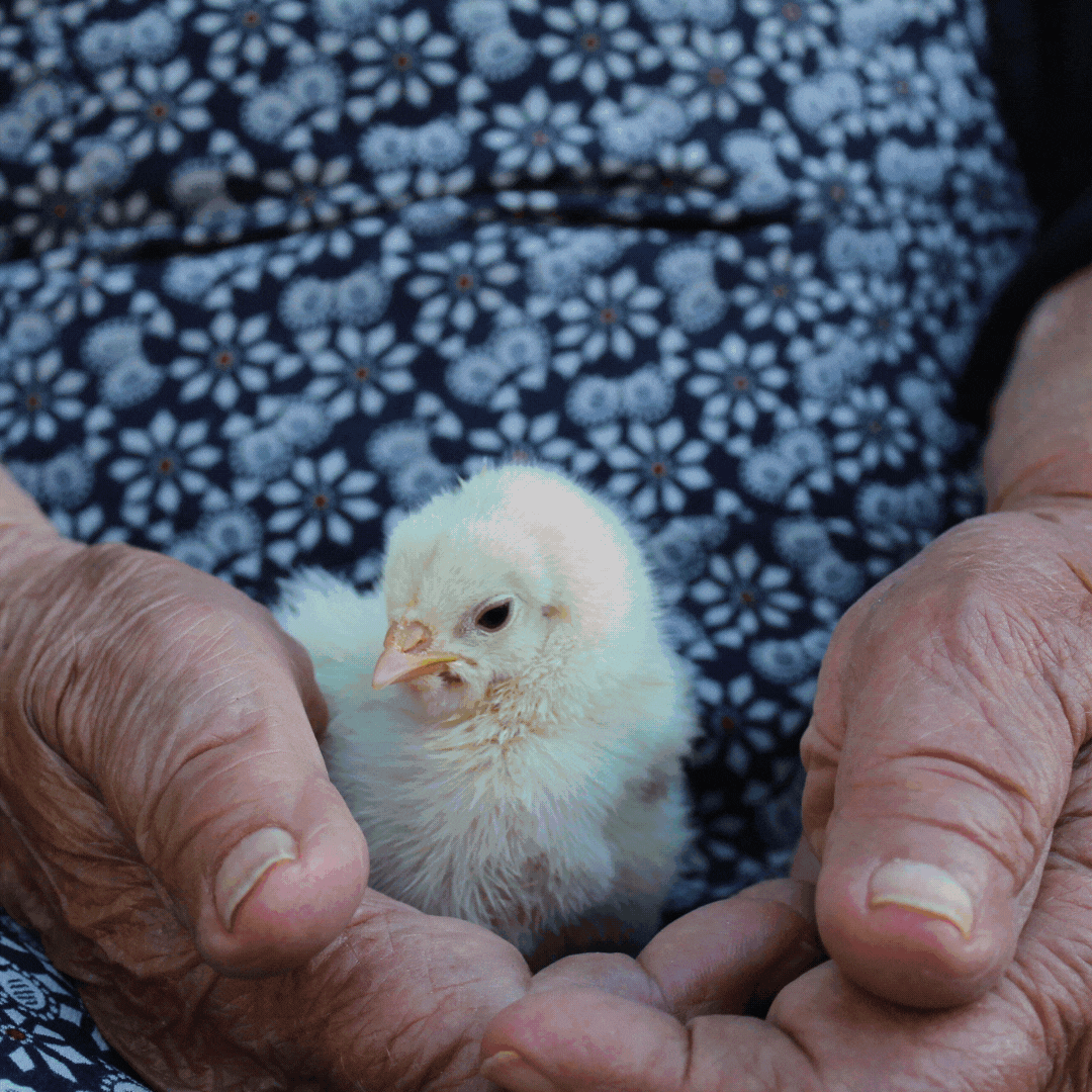 Revista Desarrollo Rural y Sostenible Nº 51