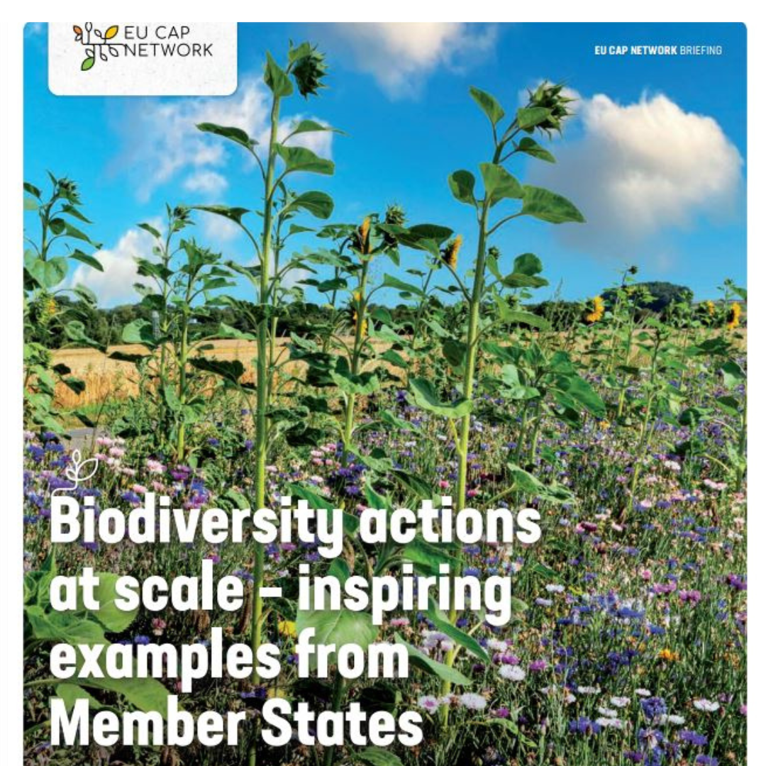 Acciones de biodiversidad a gran escala: ejemplos inspiradores de los Estados miembros