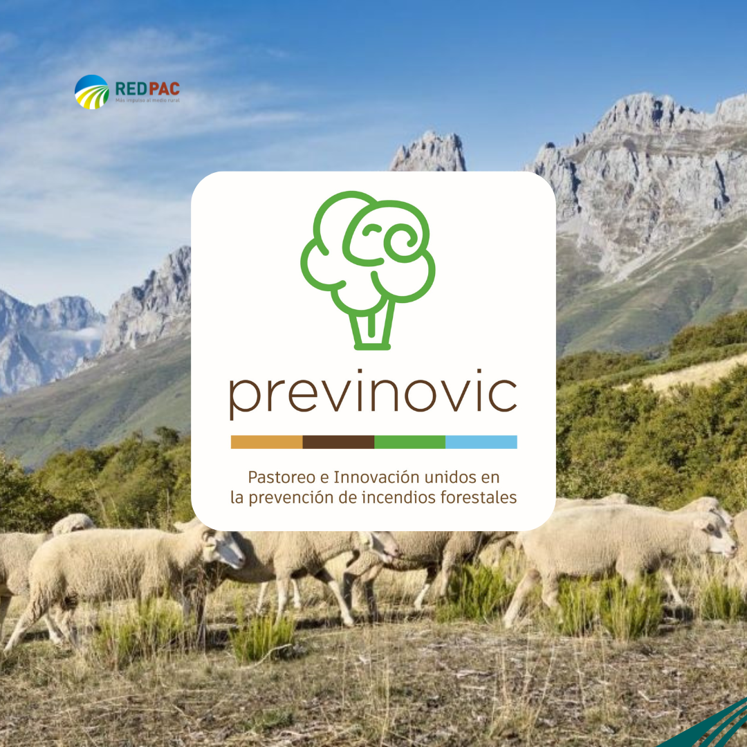 El Grupo Operativo Previnovic estudia el uso de la ganadería extensiva ovina y caprina para la prevención de incendios