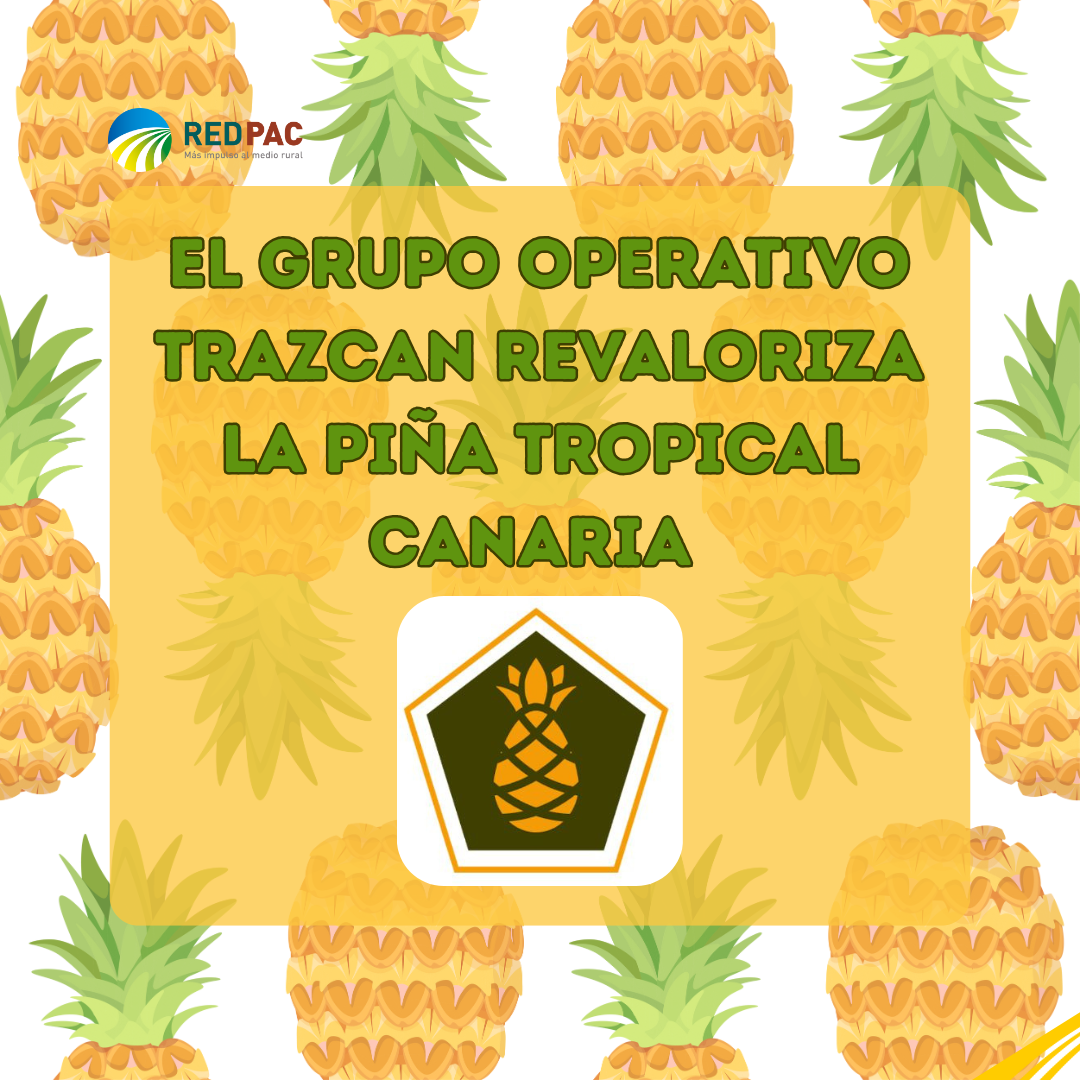El Grupo Operativo TRAZCAN pone la ciencia al servicio de la piña tropical canaria para reforzar su trazabilidad y valor en el mercado