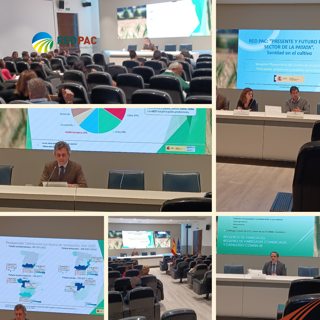 La Red PAC organizó una jornada sobre la patata para analizar el futuro de este sector