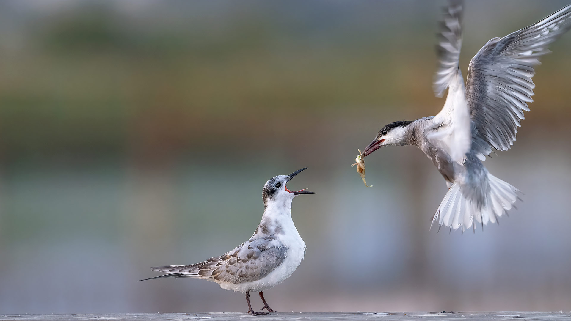 Primer premio en PN Tablas de Daimiel
