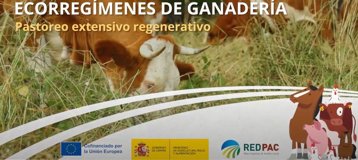 Buenas prácticas en ecorregímenes de ganadería: Pastoreo extensivo regenerativo