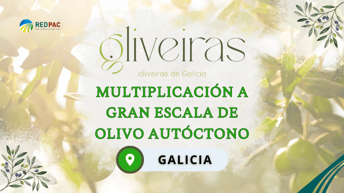 GO Oliveiras de Galicia