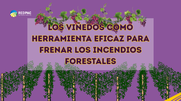 VIÑEDOS CORTAFUEGOS